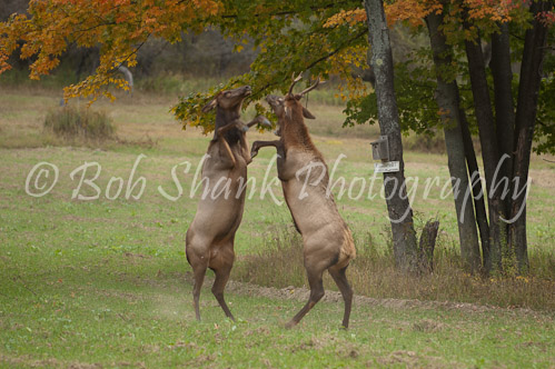 Boxing Elk