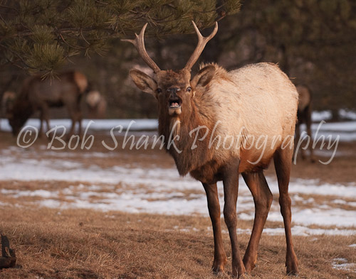 Lip-Curling Spike Elk