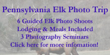 Pennsylvania Elk Photography Experience Photo Trip